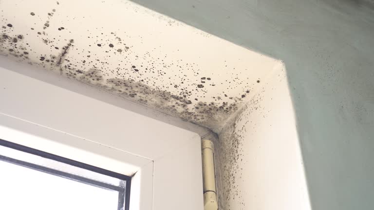 Mold Odor Removal Services